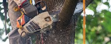Best Pest Control for Lawns  in Weweantic, MA