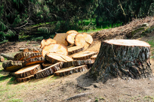 Best Firewood Processing and Delivery  in Weweantic, MA